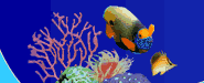 海水魚ShellFish