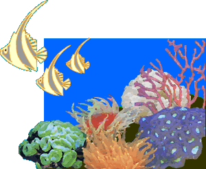 海水魚ShellFish挿絵